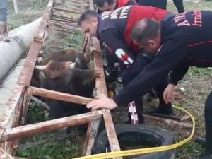 Direğe Sıkışan İneğin İmdadına İtfaiye Koştu