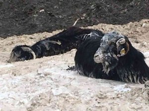 Bataklığa Saplanan 15 Keçiden 1’i Telef Oldu