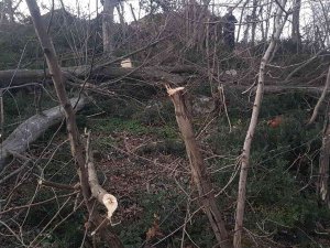 Kestiği Ağacın Altında Kalan Yaşlı Adam Hayatını Kaybetti