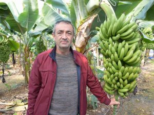 Seradan 8 Tl’ye Çıkan Muz Üreticinin Yüzünü Güldürüyor