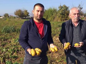 Patateste Kış Sökümleri Devam Ediyor