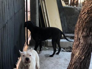 Evin Bahçesine Giren Başıboş İki Pitbull Barınağa Götürüldü
