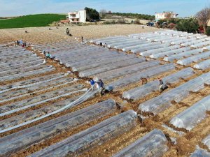 Tescilli Adana Karpuzunda Fideler Toprakla Buluştu