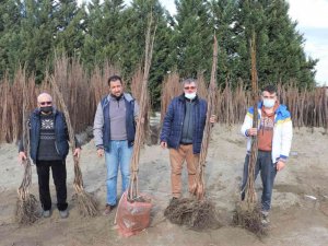 Büyükşehirin Yüzde 50 Hibeli Fidan Dağıtımı Başladı
