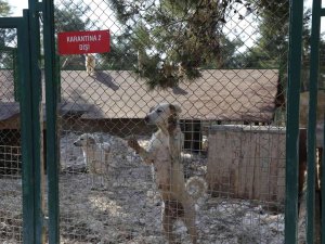 Büyükşehir’den Sokak Hayvanları İçin 50 Dönümlük Doğal Yaşam Parkı