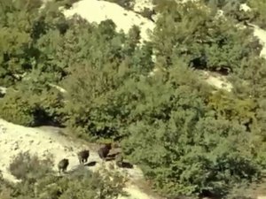 Çoban Köpeği, Domuz Sürüsünü Kovaladı