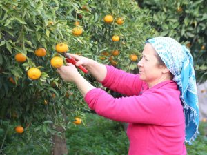 Mandalinalara Dijital Kimliklendirme Projesi