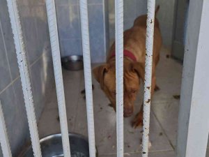 Yasaklı Irk Köpek Besleyen Ve Hayvana Eziyet Eden 6 Kişiye 35 Bin 802 Tl Ceza
