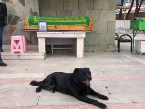 Ölen Sahibinin Tabutunun Başından Biran Olsun Ayrılmadı