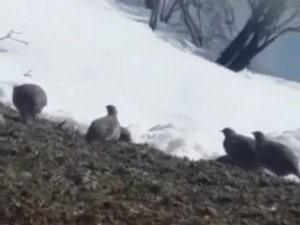 Dağ Keklikleri Beslenirken Görüntülendi