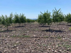 Türkiye’de Badem Yetiştiriciliği Gelişiyor