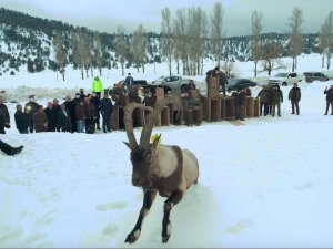 Yaban Keçileri İlk Kez Doğal Ortamından Alınıp Başka Bir Doğal Ortama Bırakıldı