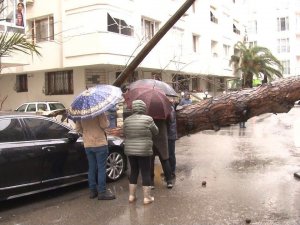 Maltepe’de Rüzgarın Etkisiyle Dev Ağaç Milyonluk Otomobilin Üzerine Devrildi