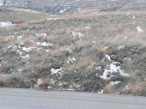 Başkent’te Köpek Sürüsünün Saldırdığı Vatandaş Canını Zor Kurtardı