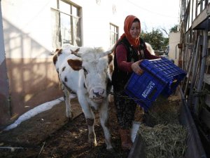 Konyaaltı’nda Doludan Zarar Gören Hayvancılara Büyükşehir’den Destek