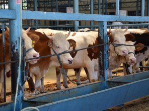 Denizli’de Büyük Ve Küçükbaş Sayısı Azaldı