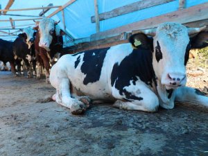 Zonguldak’taki Hayvansal Üretim İstatistikleri Açıklandı