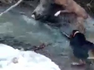 Av Köpeklerinin Domuzla Mücadelesi Kamerada