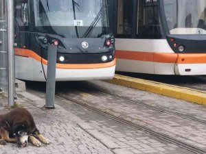 Kar Yağışı En Çok Onları Etkiliyor