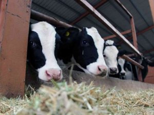 Muğla’da Küçükbaş Hayvan Azaldı, Büyükbaş Arttı