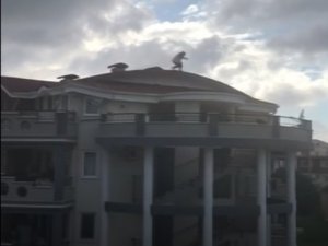 Didim’de Filmleri Aratmayan Operasyon