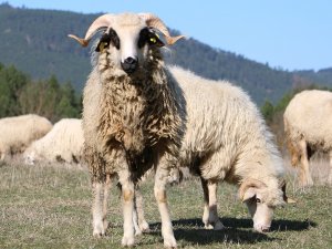 Bolu’da, Sertifikalı Çobanlık Kursu Açılacak