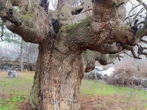 Osmancık’ta 10 Asırlık Ağaç Koruma Altına Alınacak
