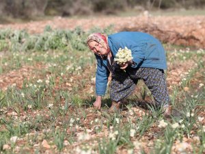 Emi̇tt, Nergis Kokacak