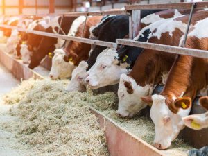 Tarsi̇m: “Yetiştiricilere 2,5 Milyar Tl Hasar Ödemesi Yapıldı”