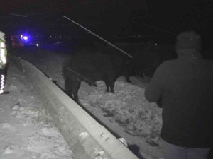 Angus Taşıyan Tır Devrildi, Dorseden Düşen Anguslar Karayoluna Dağıldı