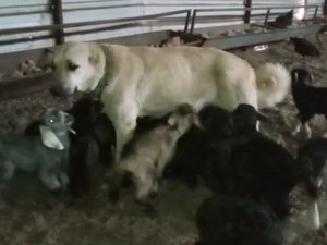 Çoban Köpeği Yavru Keçilere Süt Annelik Yapıyor