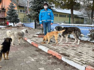 Şaphane’de Sokak Hayvanlarına Mama Desteği