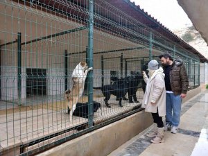 Mersin’de Ocak Ayında 29 Köpek Yeni Yuvalarına Kavuştu
