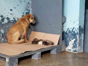 Avcılar’da Zehirlenen Hamile Köpek 5 Yavru Dünyaya Getirdi
