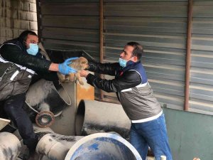 Haydi̇ Ekipleri Yaralı Anne Köpek Ve Yavruları İçin Seferber Oldu