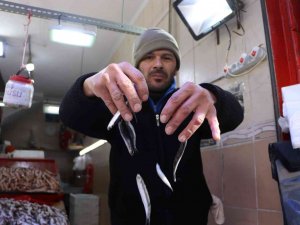 Kulağına Kar Suyu Kaçan Hamsiye Vatandaştan Yoğun Talep