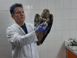 Manisa’da Yaralı Kızıl Şahin Tedavi Altına Alındı