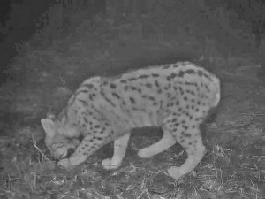 Samsun’da Nesli Tükenme Tehlikesinde Olan Vaşak Ve Yaban Kedisi Fotokapanla Görüntülendi