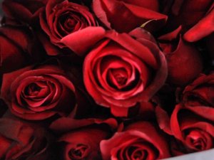 Sevgililer Günü’nde Gülün Fiyatı El Yakacak