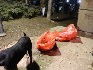 Ankara’da Bir Köpek Zehirlenerek Telef Edildiği İddia Edilen 8 Yavru Köpeğin Başından Dakikalarca Ayrılmadı