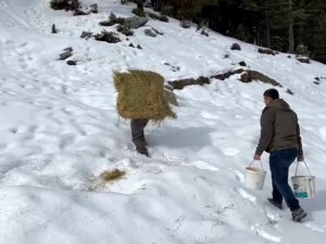 Diz Boyu Karda Yaban Hayvanları İçin Sırtında Yonca Balyası Taşıdı