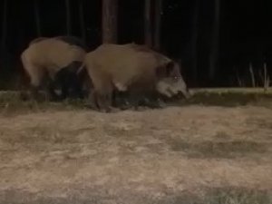 Beykoz’da Aç Kalan Domuzlar Şehre İndi