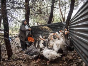 Civciv Olarak Verilen Kazlar Büyüdü