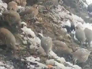 Tuncelili Vatandaştan Örnek Davranış: Her Gün Onlarca Yaban Kekliğini Besliyor