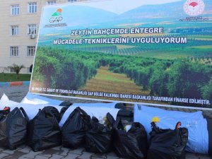 Zeytin Üreticisine Devlet Desteği Sürüyor