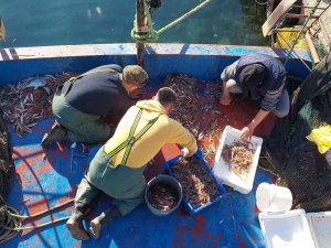 Marmara’da Kıyı Balıkçılarının Umudu Karides