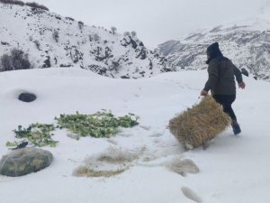 Bingöl’de Şeytan Dağlarına 500 Kilo Yem Bırakıldı