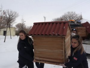 Erciş Belediyesinden Sokak Hayvanları İçin Kulübe