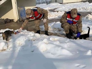 Jandarma Sokak Hayvanlarını Elleriyle Besledi