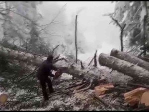 Kar Ve Rüzgardan Yola Devrilen Ağaç Kesilerek Kaldırıldı